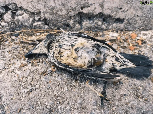 Dead Bird Removal Jacobs Well