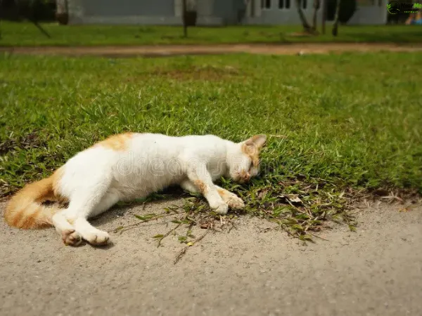 Dead Cat Removal Jacobs Well
