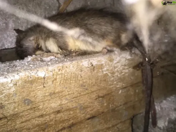 Dead Rat Removal Jacobs Well